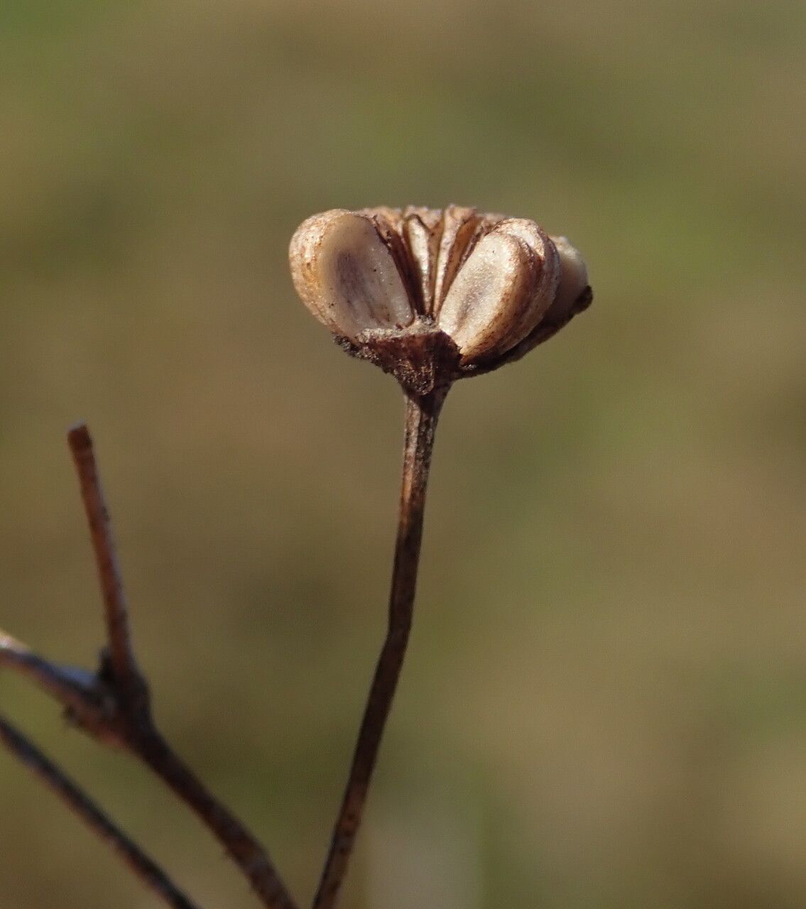 Alisma plantago-aquatica fruit