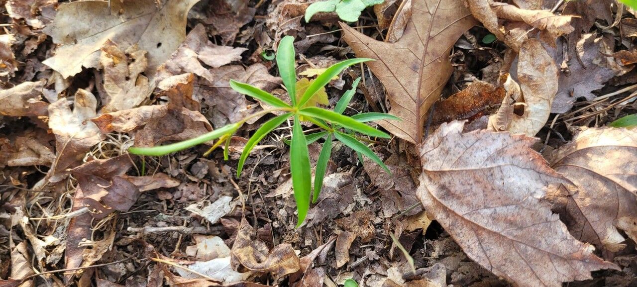 Coreopsis major — houseplant care guide