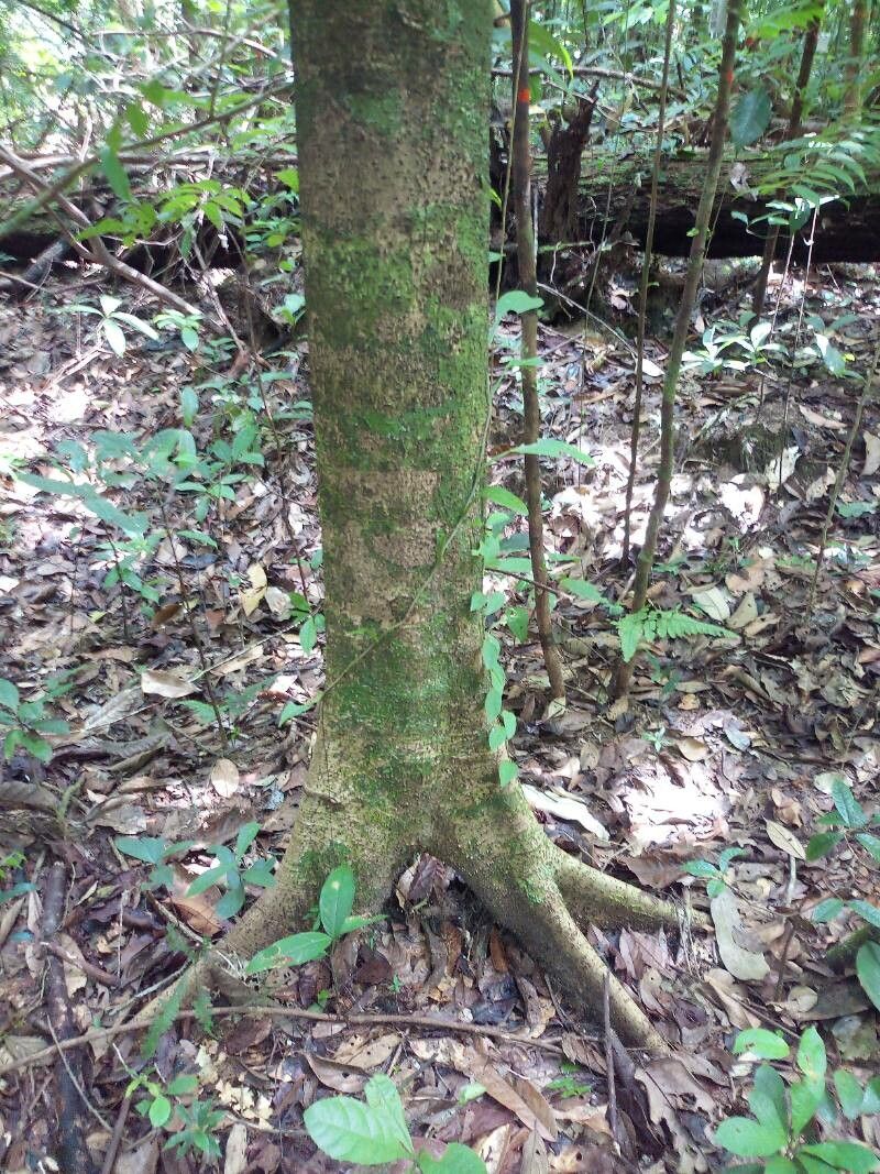 Ocotea argyrophylla habit