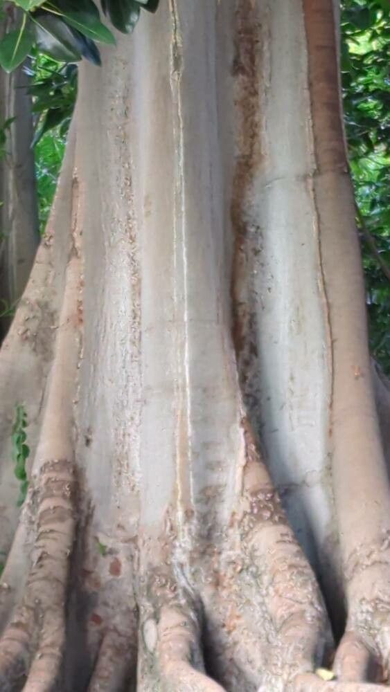 Ficus menabeensis bark