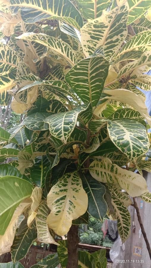 Croton salviformis leaf