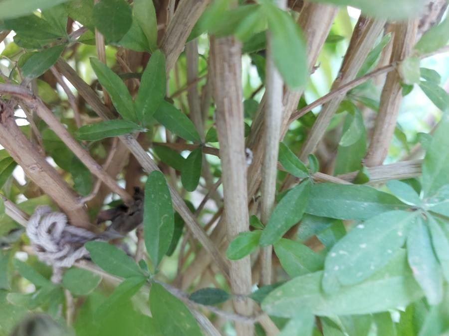 Aloysia polystachya bark