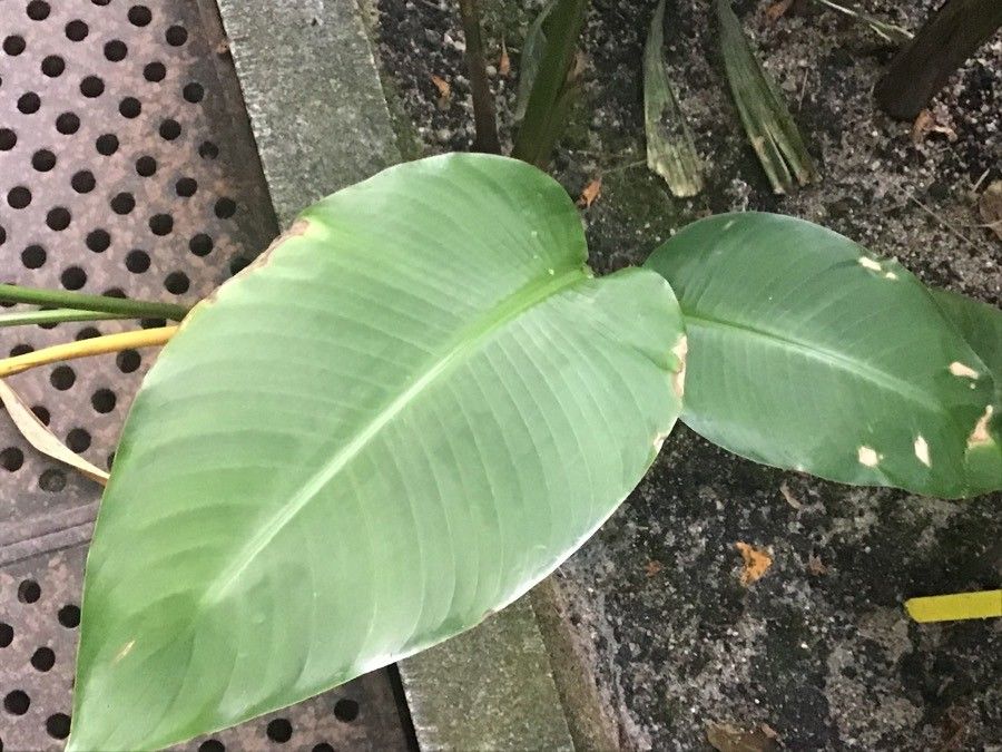 Heliconia latispatha — difficult care houseplant