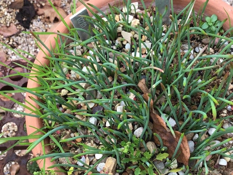 Muscari parviflorum — search result for 'Muscari'