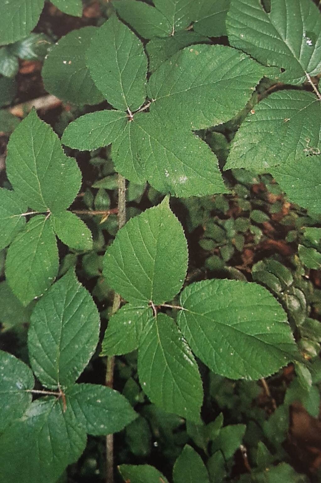 Rubus lividus — houseplant care guide