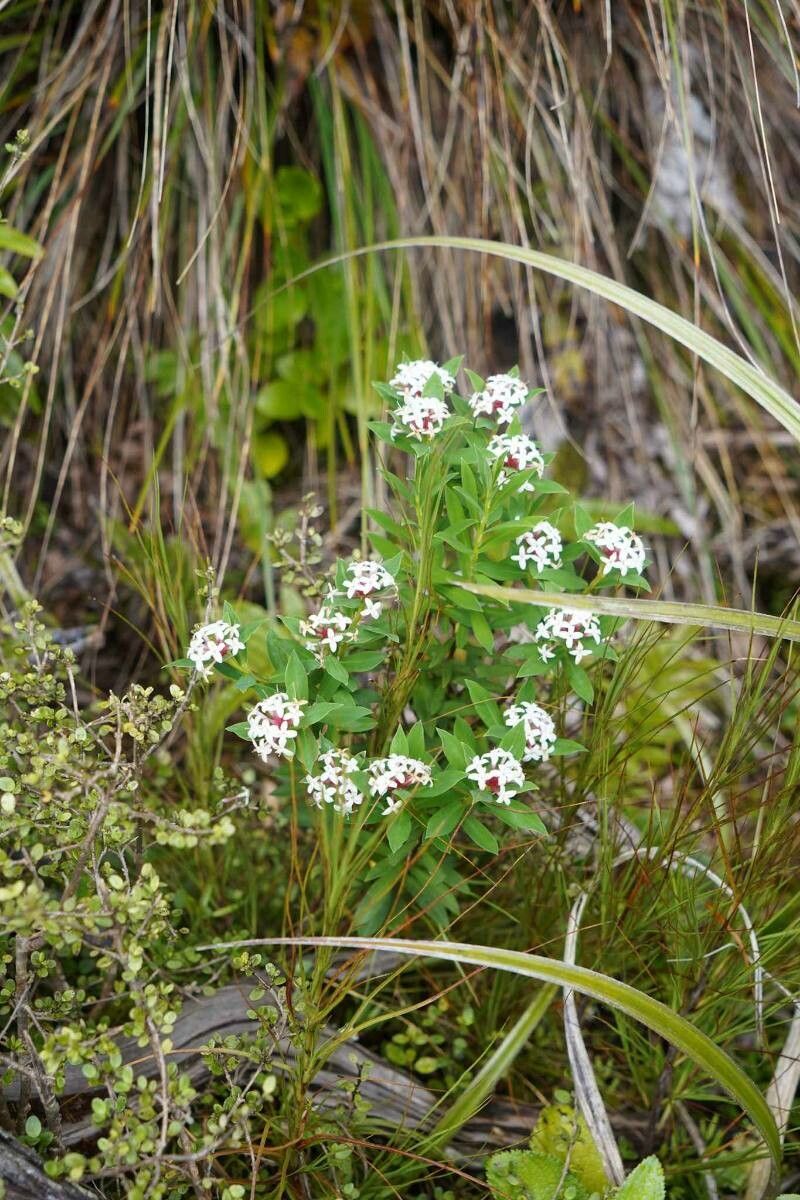 Pimelea longifolia — houseplant care guide