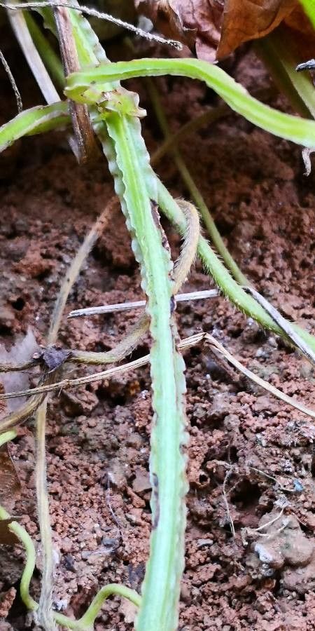 Dioscorea alata bark