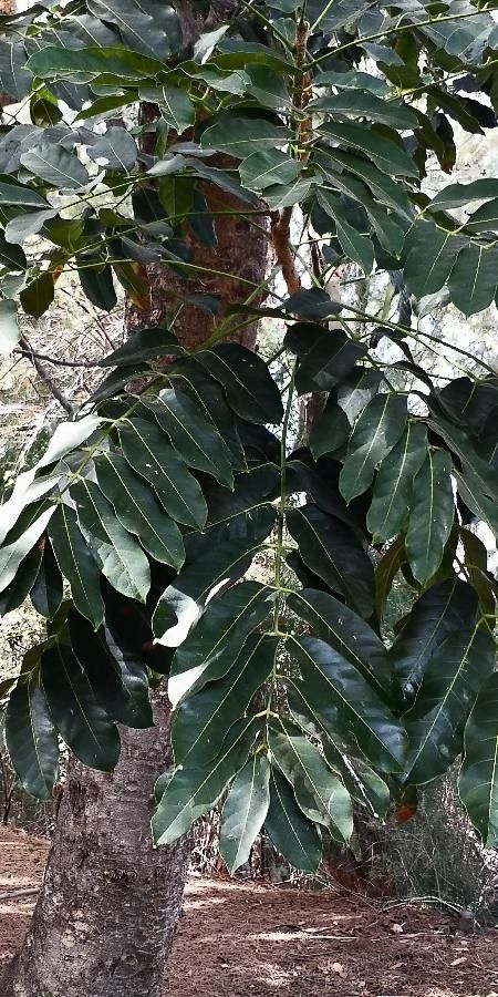 Carapa guianensis — search result for 'Meliaceae'
