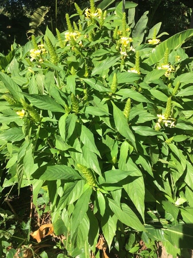 Barleria oenotheroides habit