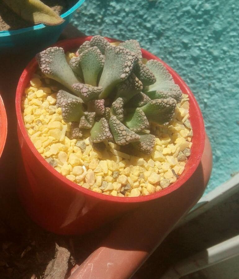 Titanopsis calcarea bark