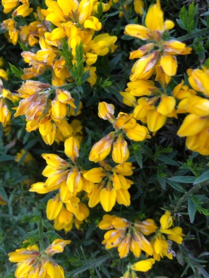 Genista hispanica flower
