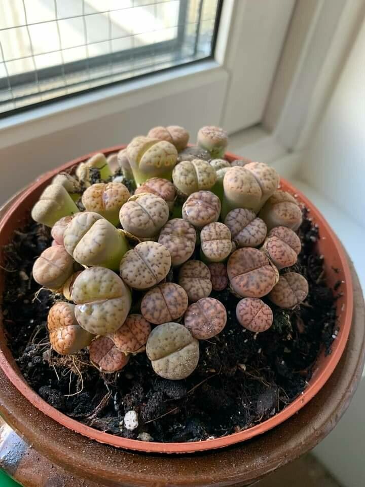 Lithops pseudotruncatella fruit