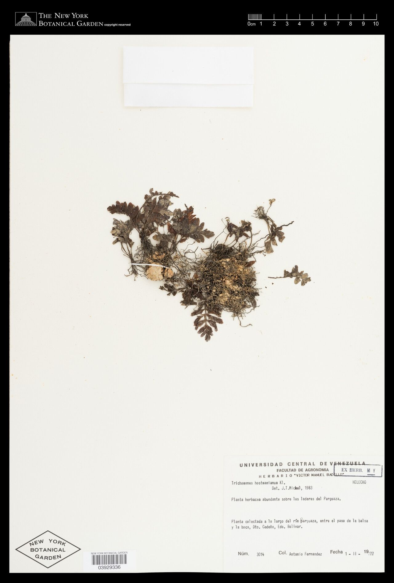 Trichomanes hostmannianum fruit