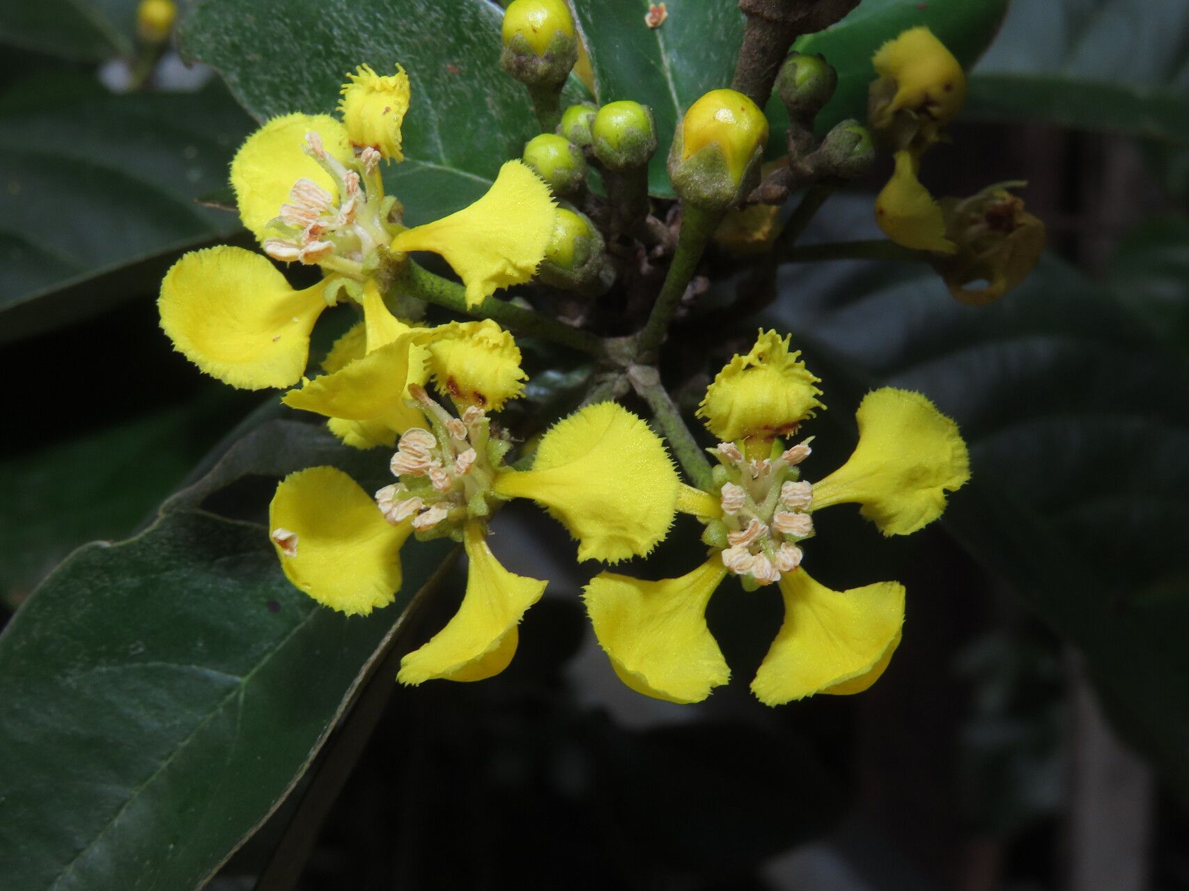 Heteropterys macrostachya flower