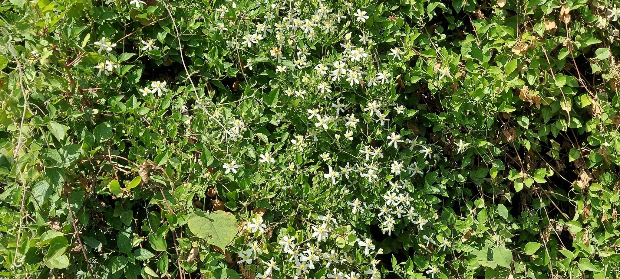 Clematis triloba habit