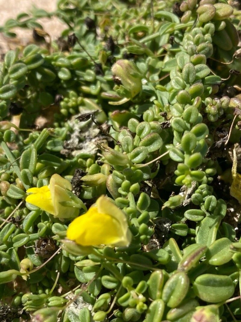 Kickxia heterophylla leaf
