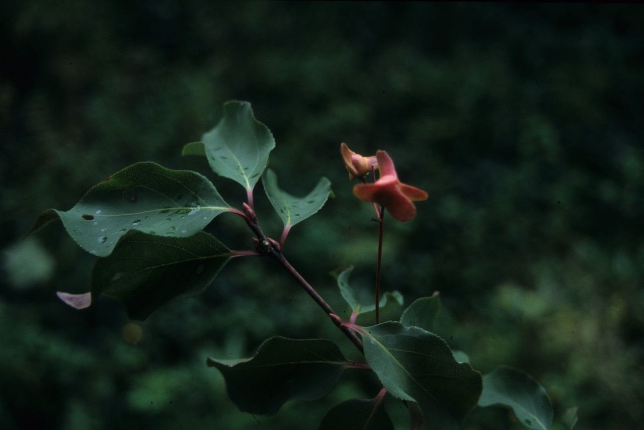 Euonymus lucidus fruit