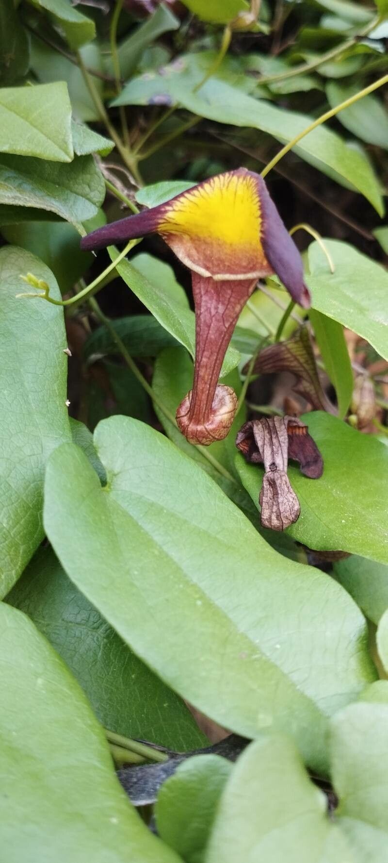 Aristolochia birostris — search result for 'Aristolochia'