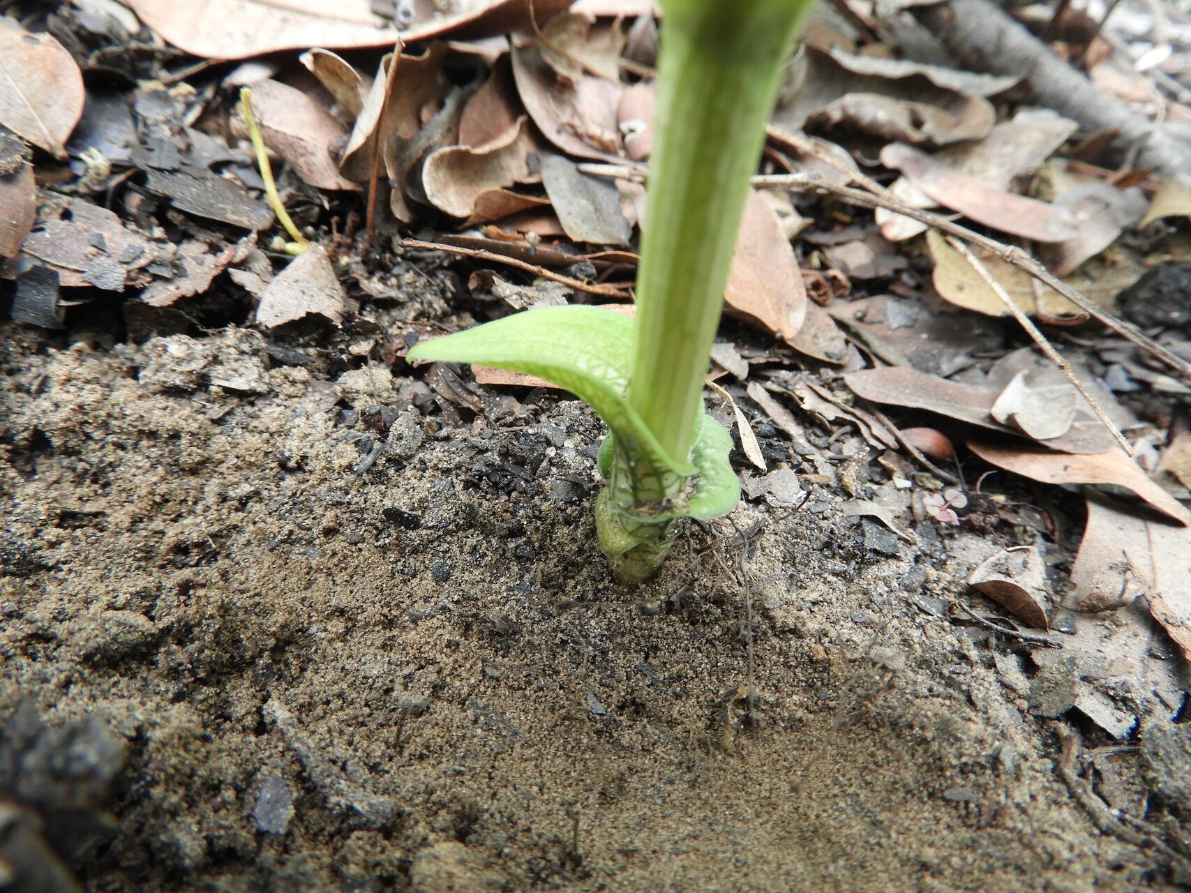 Habenaria disparilis habit