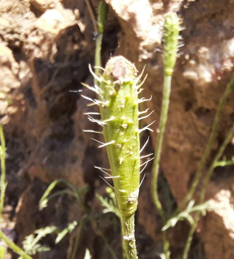 Papaver argemone fruit