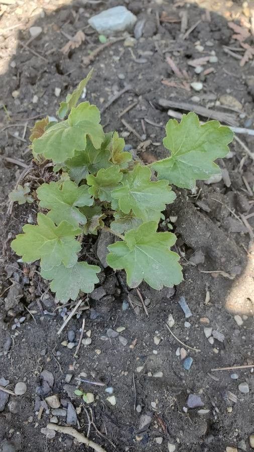Heuchera richardsonii — search result for 'Heuchera'