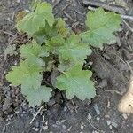 Heuchera richardsonii