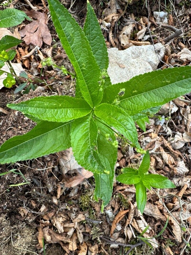 Mercurialis ovata fruit