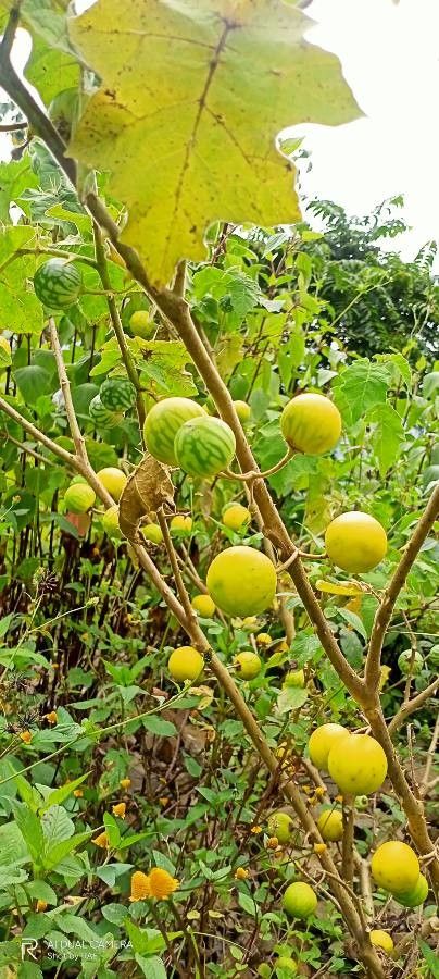 Solanum viarum fruit
