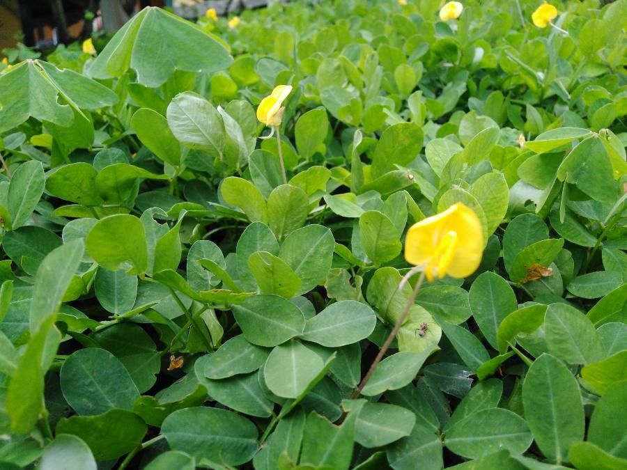 Arachis glabrata flower