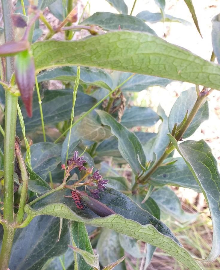 Vincetoxicum Hirundinaria flower