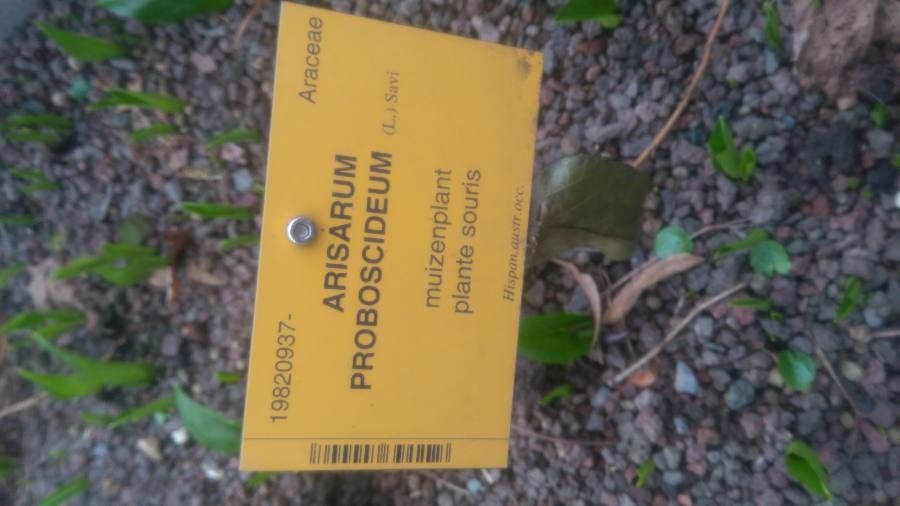 Arisarum proboscideum other