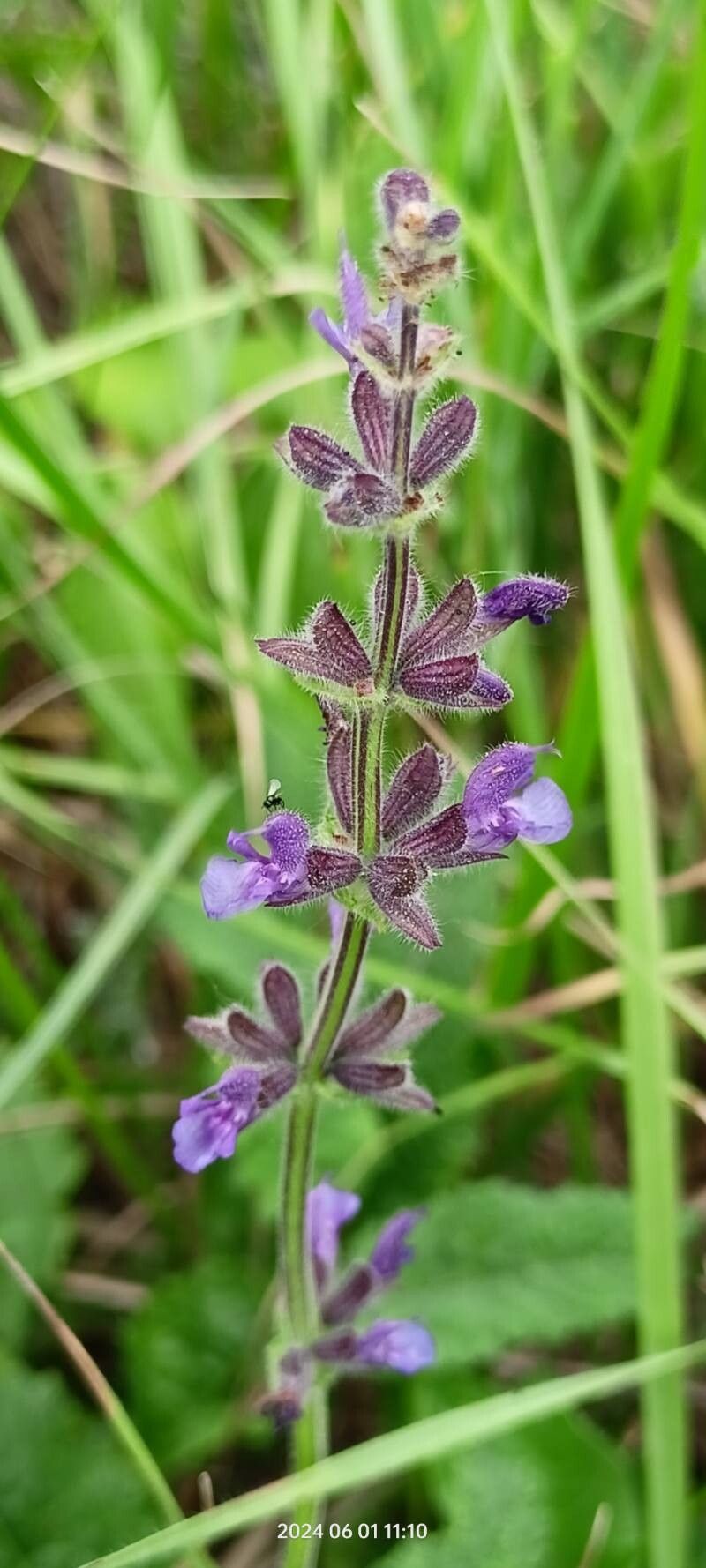 Salvia dumetorum flower