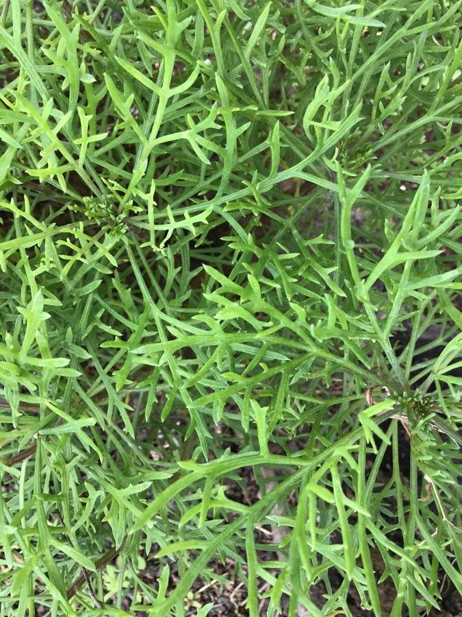 Argyranthemum vicentii — search result for 'Argyranthemum'