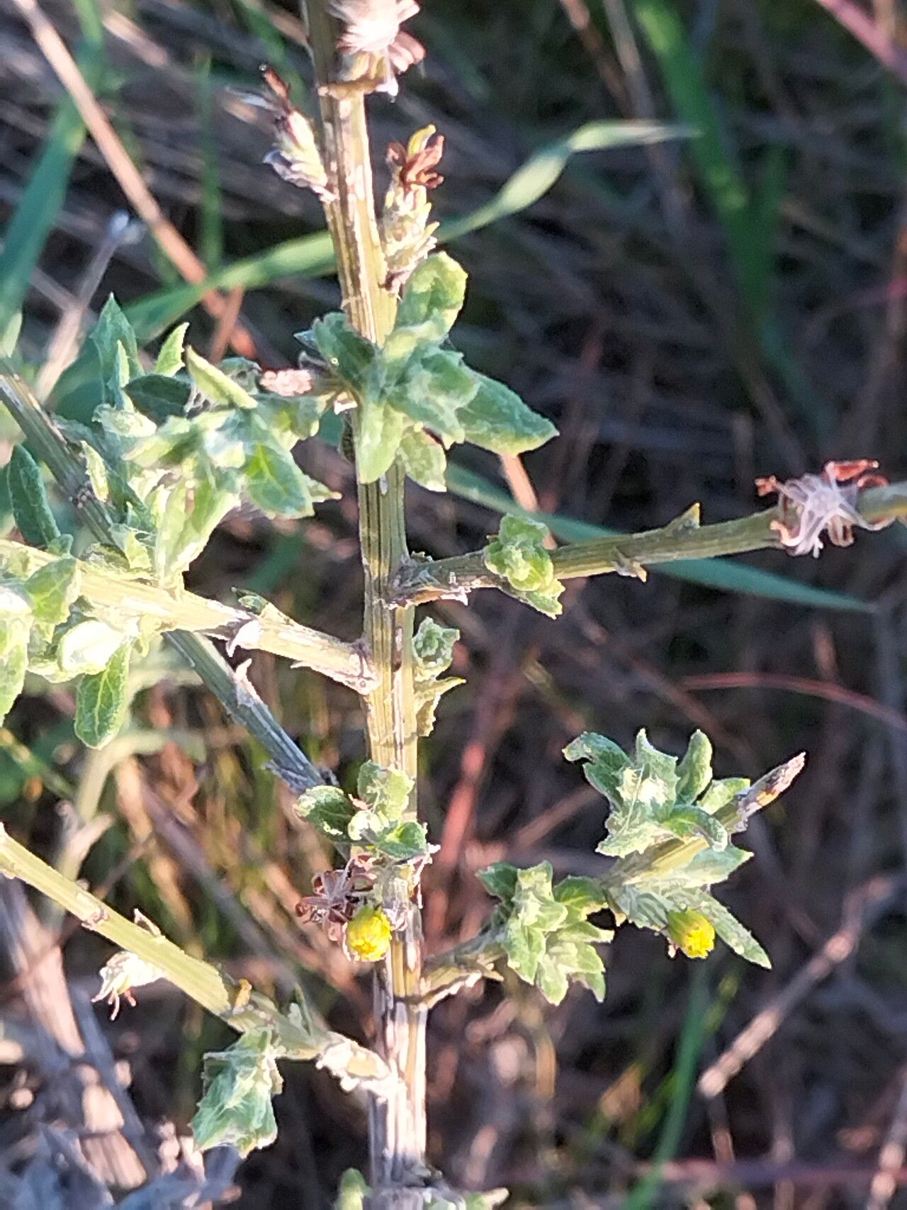 Senecio pubigerus — houseplant care guide