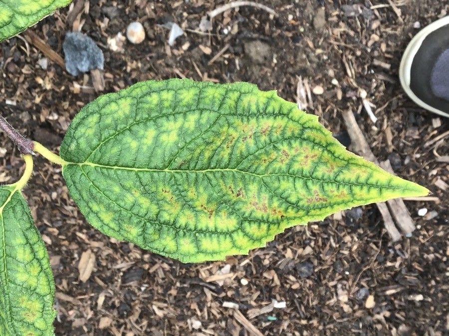 Philadelphus tenuifolius — houseplant care guide