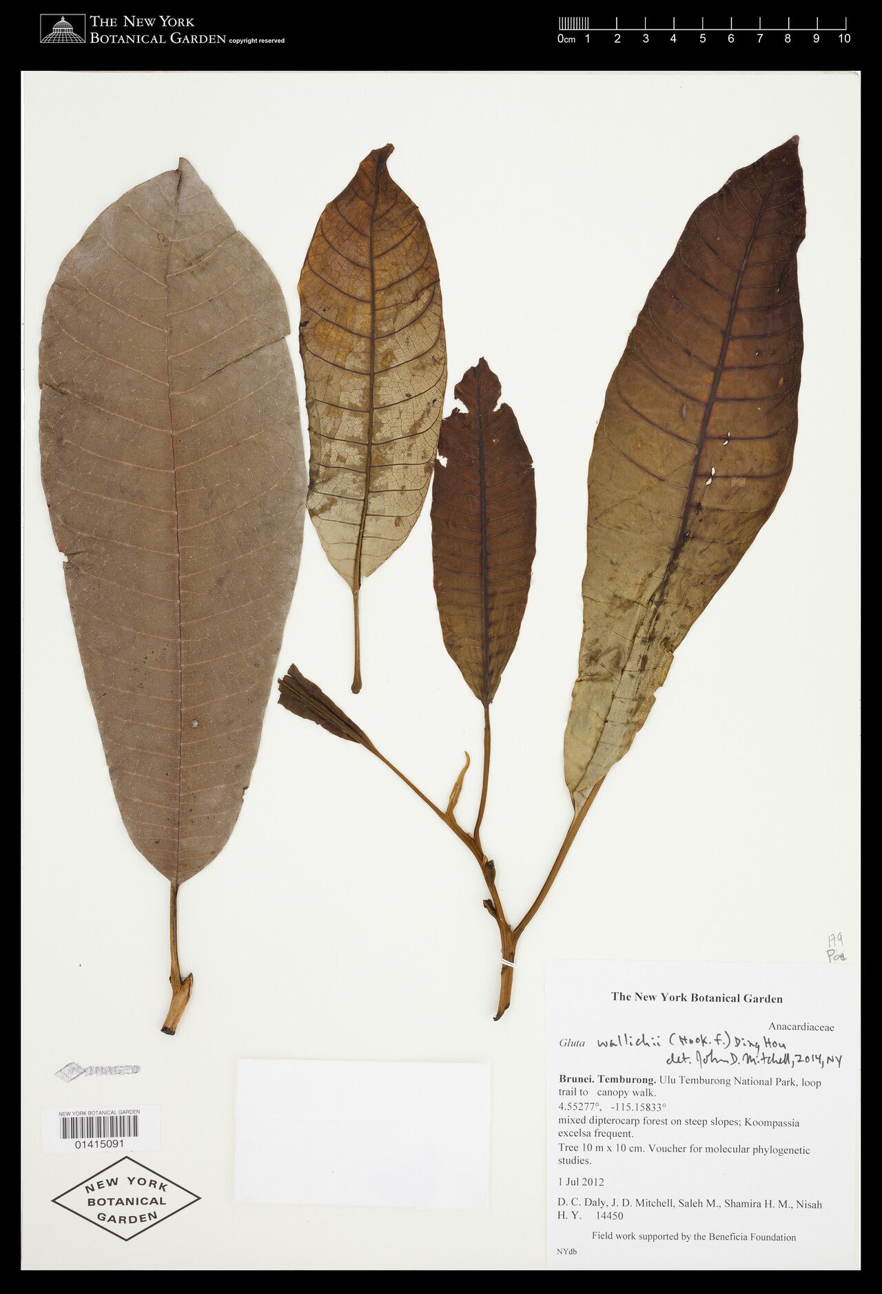 Gluta wallichii — related species from the same genus