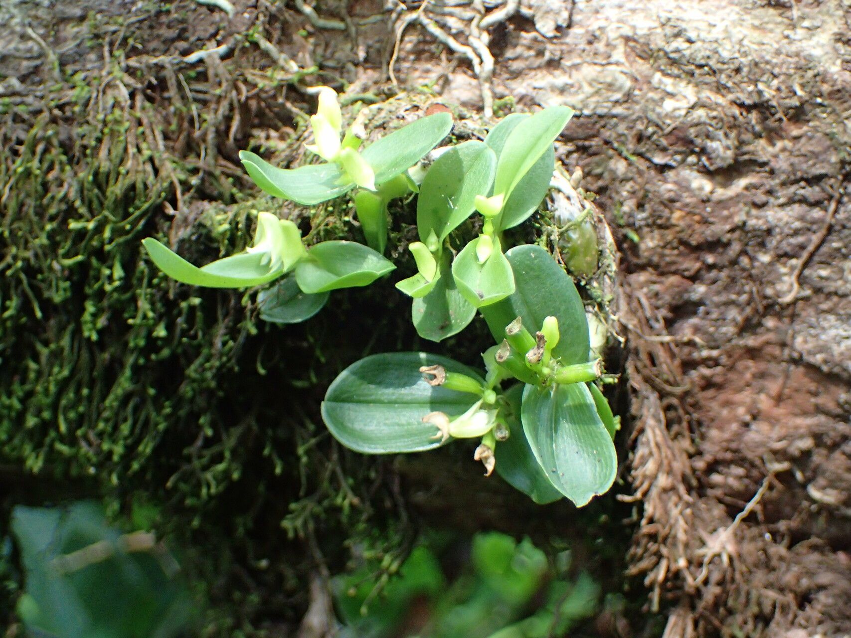 Polystachya camaridioides leaf