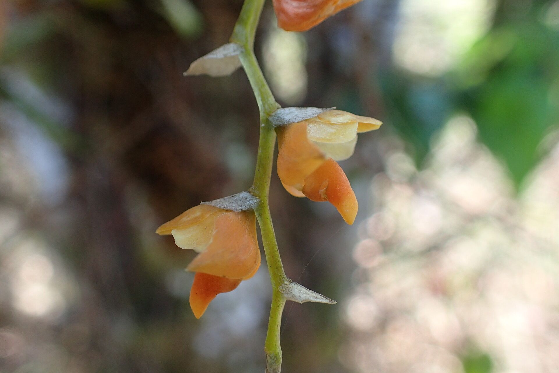 Bulbophyllum scariosum flower