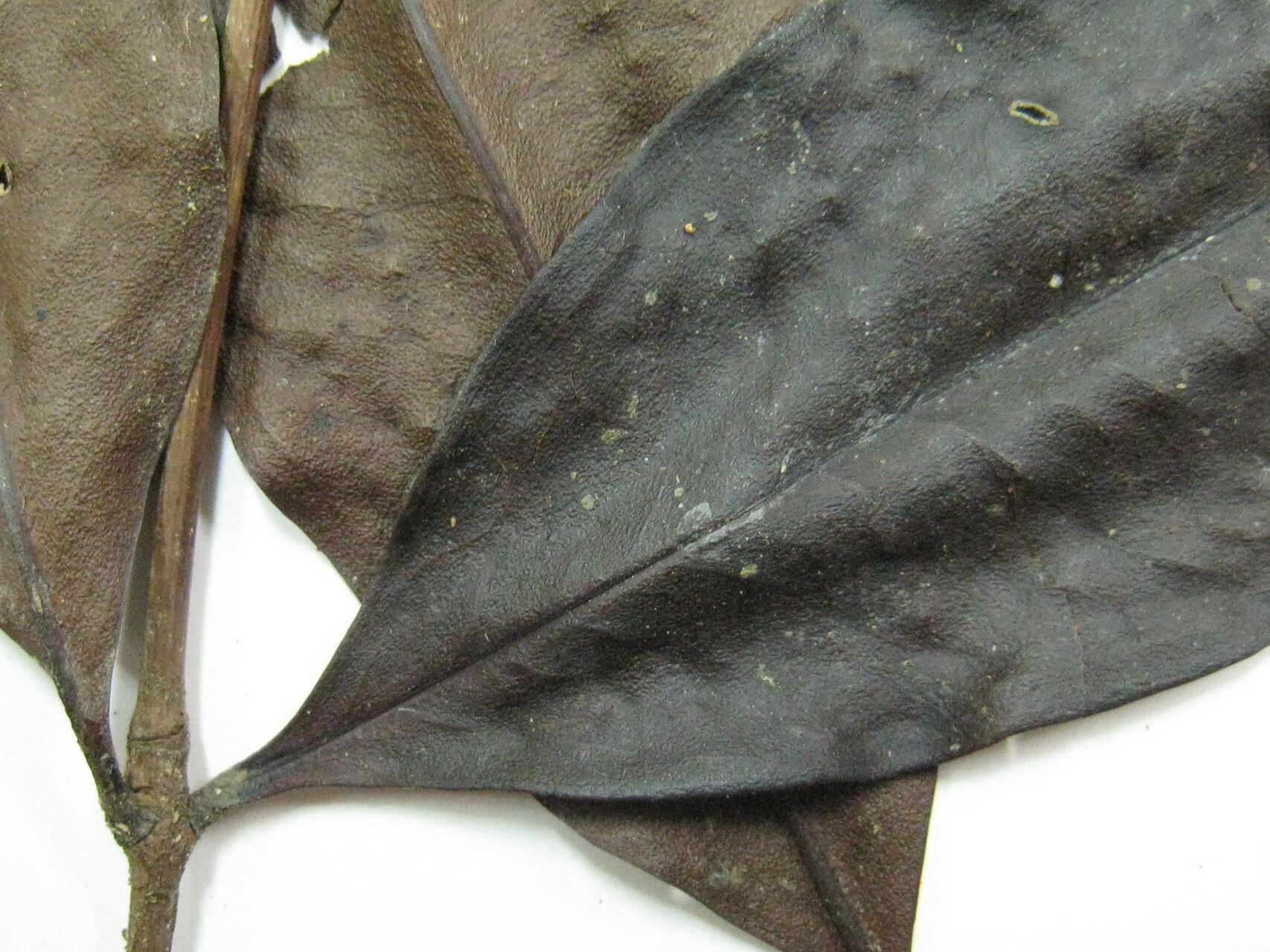 Mouriri huberi other