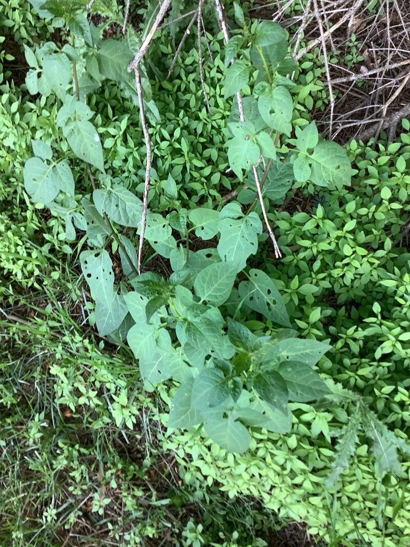 Solanum nigricans leaf