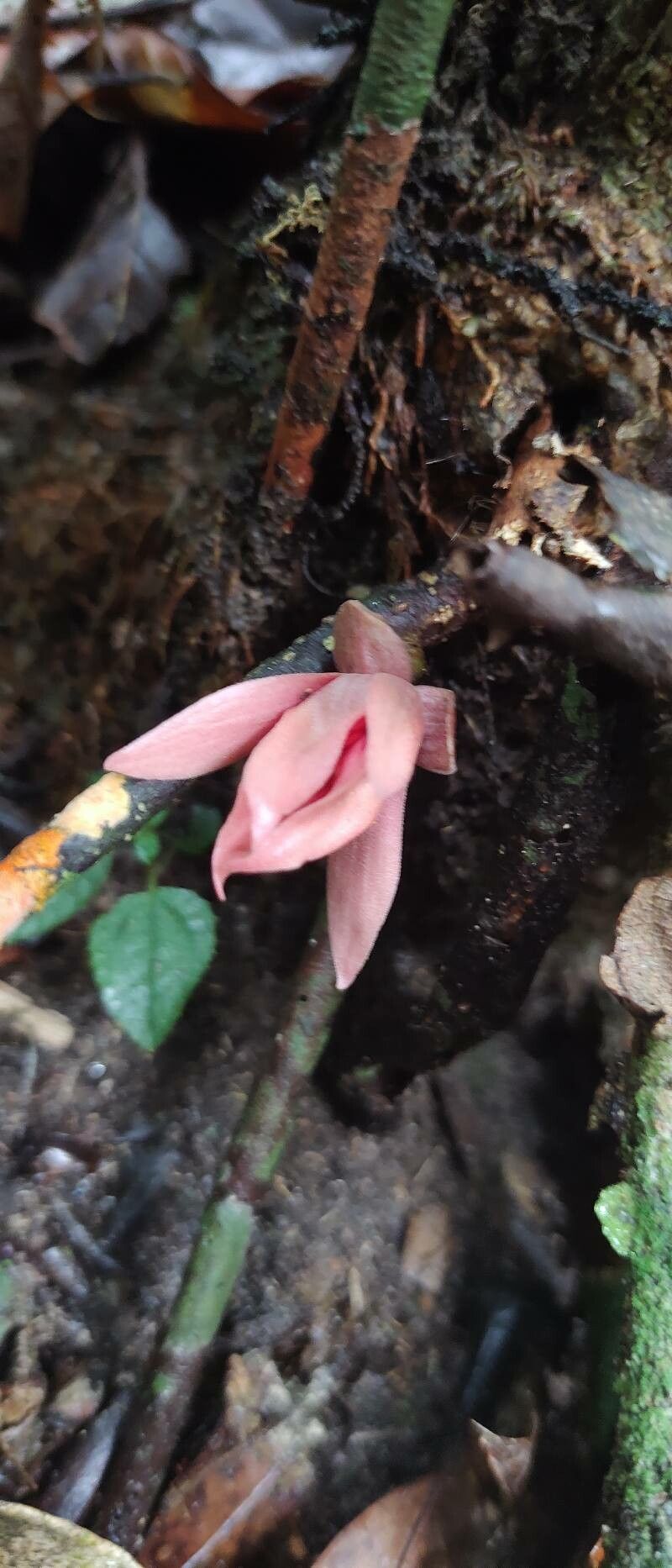 Duguetia flagellaris — houseplant care guide