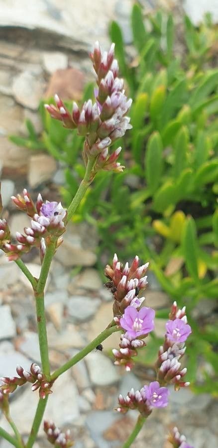 Limonium dodartii habit