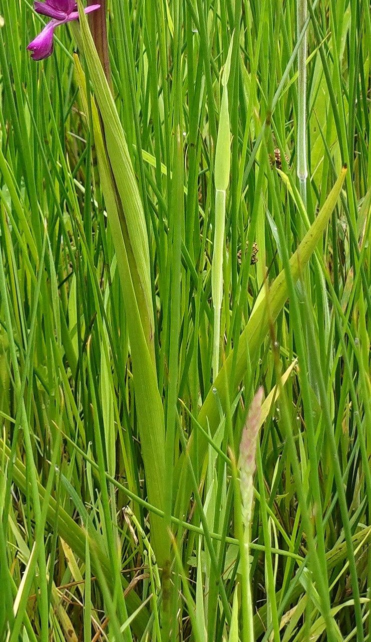 Anacamptis laxiflora — search result for 'Germany'