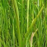 Anacamptis laxiflora