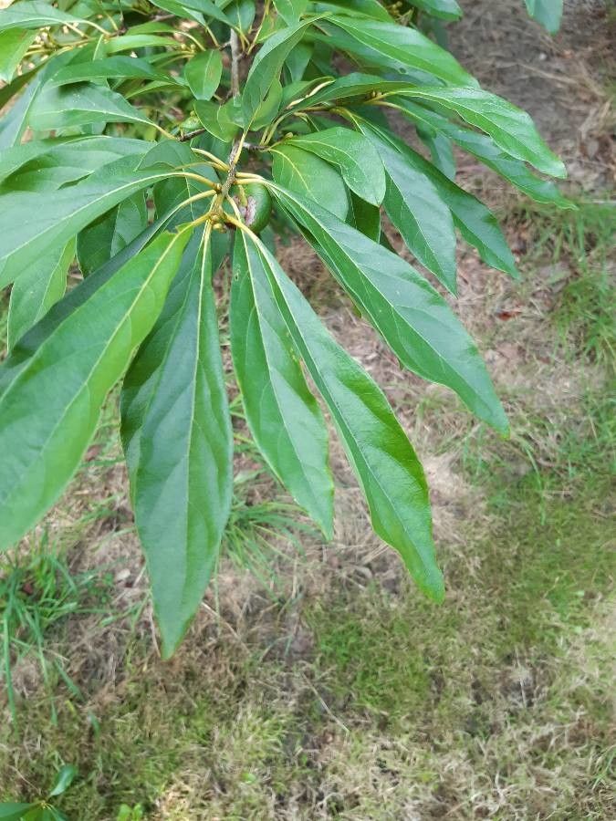 Lindera erythrocarpa — search result for 'Lindera'