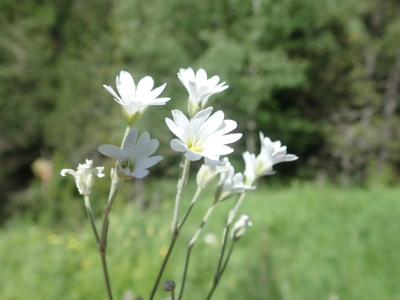Cerastium arvense flower