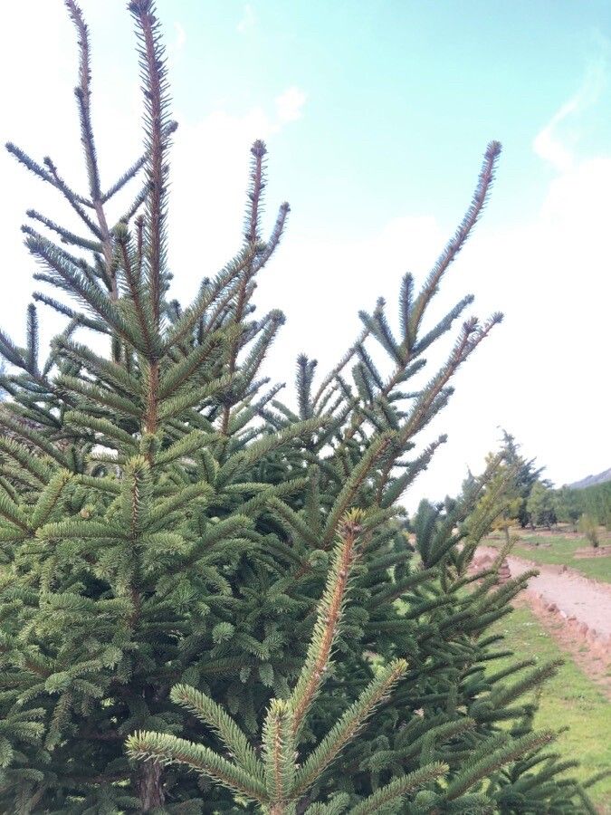 Picea jezoensis leaf