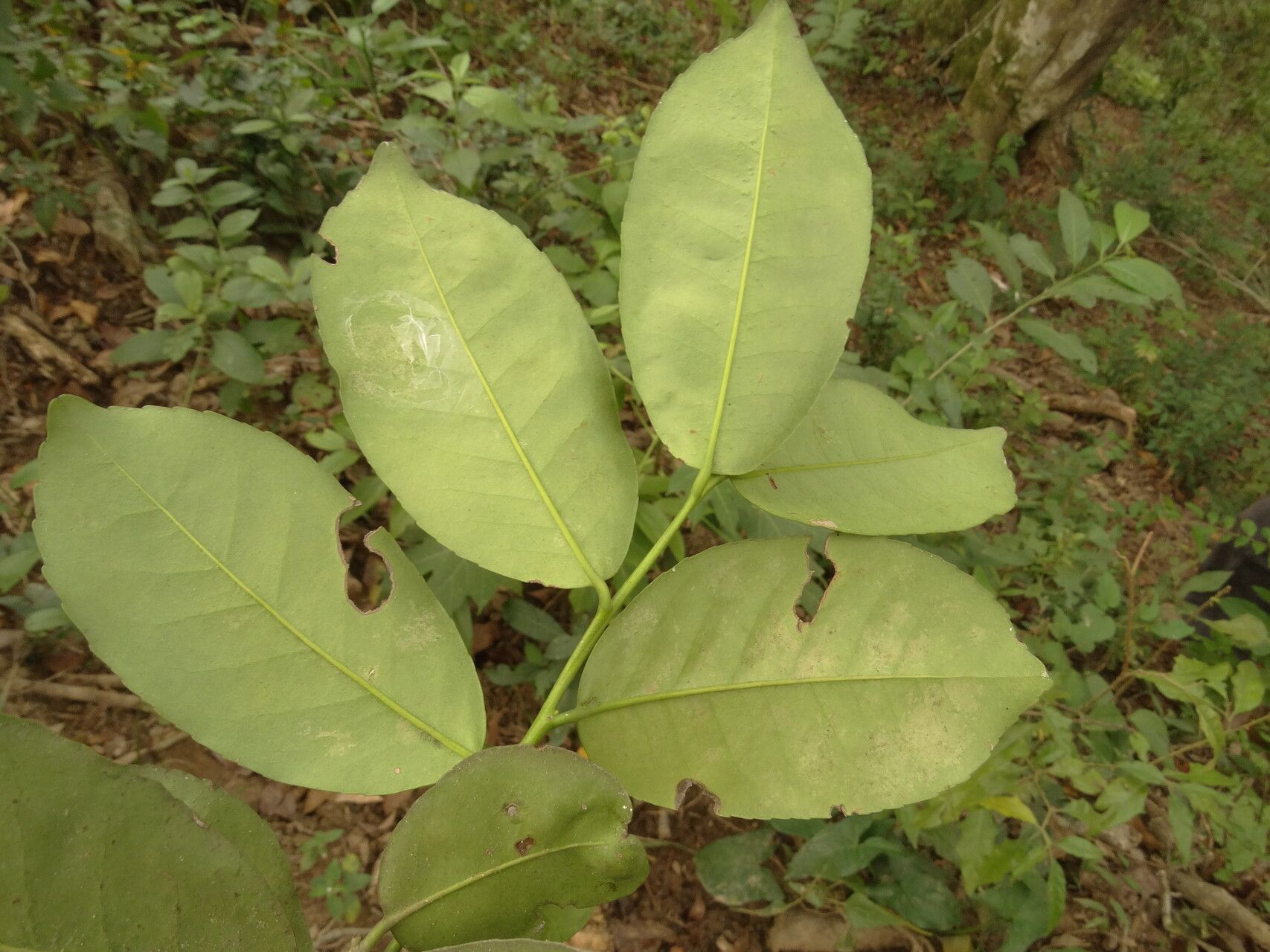 Ilex rubra — search result for 'Ilex'