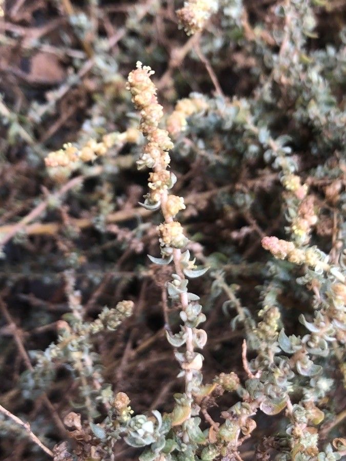 Atriplex glauca leaf