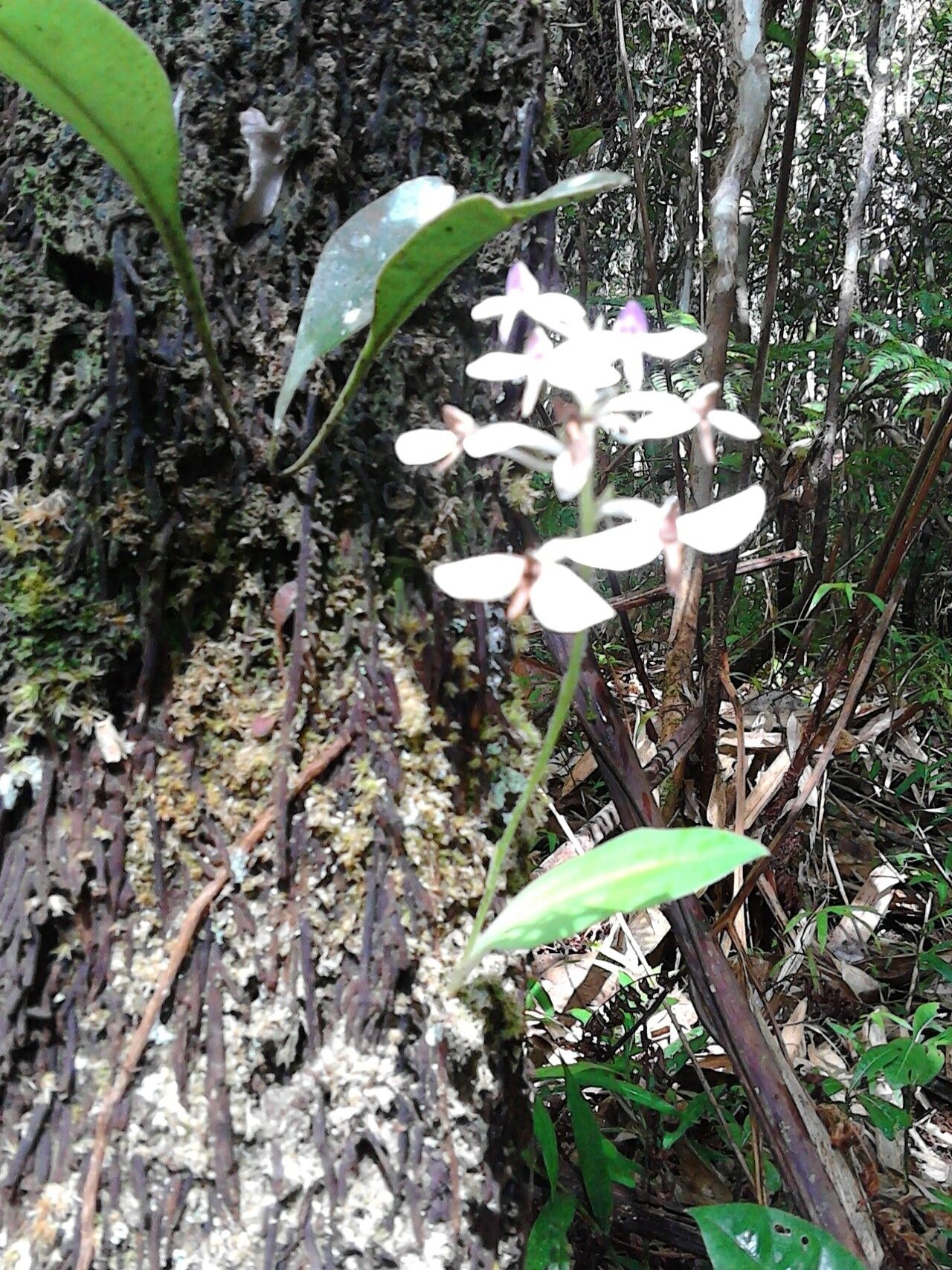 Cynorkis nutans flower